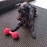 animal, black_and_brown, carpet, casual_photo, companion, dog, dumbbell, ears, exercise_toy, fur, indoors, long_hair, pet, playful, puppy, red_toy, scruffy_dog, sitting, small_dog, toy