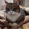 cat, tabby_cat, white_paws, pink_nose, whiskers, feline, pet, animal, portrait, close_up, sitting, folded_paws, bed, blanket, quilt, cozy, indoors, bedroom, fur, relaxed