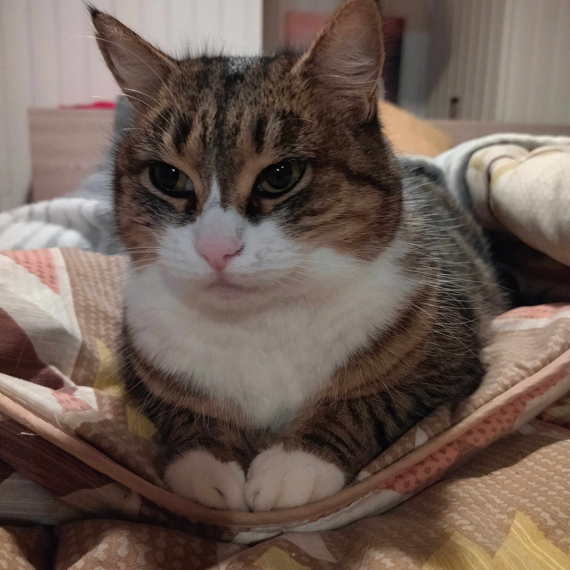 Malice a rejoint le concours — aidez-le/la à gagner de superbes lots ! cat, tabby_cat, white_paws, pink_nose, whiskers, feline, pet, animal, portrait, close_up, sitting, folded_paws, bed, blanket, quilt, cozy, indoors, bedroom, fur, relaxed