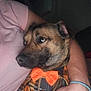Bailey is registered to the contest to win money with this photo: dog, pet, plaid_shirt, orange_bow_tie, person, arm, pink_shirt, hair_tie, indoor, cozy, close_up, portrait, animal, casual, comfort, brown_fur, button, face, resting, snuggle