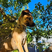 Bailey is registered to the contest to win money with this photo: dog, tree, outdoor, sunlight, blue_sky, green_leaves, animal, nature, pet, canine, daylight, branch, fur, muzzle, ears, snout, shadow, background, curious, alert