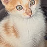 Zee joined the competition — help win amazing prizes! kitten, cat, orange_and_white, fur, cute, pet, animal, whiskers, eyes, ears, indoor, portrait, young, small, feline, curious, sitting, soft, closeup, adorable