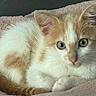 Zee is registered to the contest to win money with this photo: cat, kitten, orange_and_white, feline, pet, cute, cozy, blanket, soft_texture, resting, indoor, fur, whiskers, ears, tail, animal, close_up, young, sleepy, domestic