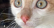 Zee joined the competition — help win amazing prizes! adorable, animal, cat, close_up, curious, cute, detail, domestic_animal, eyes, face, feline, fur, indoor, macro, pet, pink_nose, portrait, reflection, soft_light, whiskers