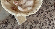 Zee is registered to the contest to win money with this photo: kitten, cat, cat_bed, paws, fur, cozy, upside_down, pet, indoor, carpet, floral_pattern, toy, relaxation, sleeping, cute, animal, feline, soft, home, pink_paws