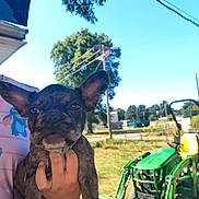 Apollo is registered to the contest to win money with this photo: dog, puppy, french_bulldog, brindle, person, hand, outdoor, sunny, tractor, green, tree, sky, power_lines, fence, grass, backyard, animal, pet, holding, portrait