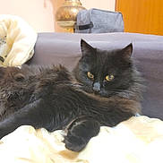 Mishka participe au concours pour gagner de l'argent avec cette photo : cat, black_cat, long_hair, pet, sofa, blanket, cushion, indoor, yellow_eyes, whiskers, paw, cozy, lounging, fur, portrait, furniture, living_room, relaxed, domestic_animal, close_up