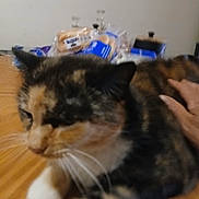 Layla is registered to the contest to win money with this photo: cat, calico_cat, pet, hand, wooden_surface, indoor, bread, food_package, table, feline, animal, blurred, close_up, domestic_animal, whiskers, fur, resting, relaxing, human_hand, background