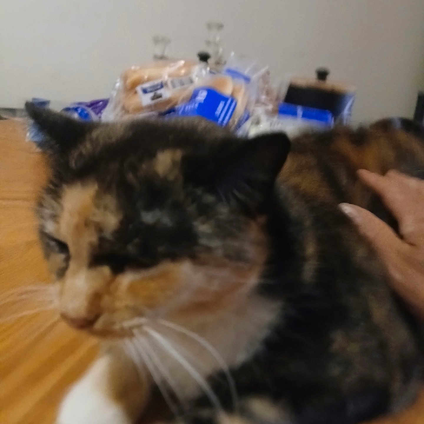 Layla is registered to the contest to win money with this photo: cat, calico_cat, pet, hand, wooden_surface, indoor, bread, food_package, table, feline, animal, blurred, close_up, domestic_animal, whiskers, fur, resting, relaxing, human_hand, background