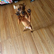 Bailey is registered to the contest to win money with this photo: dog, brown_dog, small_dog, standing, indoor, wooden_floor, couch, blanket, pet, animal, cute, paw, looking_up, ears, fur, home, floor, domestic_animal, canine, playful