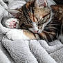 kitten, cat, sleeping, cozy, fluffy_blanket, paw, fur, cute, pet, animal, relaxing, closeup, whiskers, soft, domestic_cat, feline, resting, pink_nose, indoor, nap