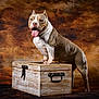 dog, canine, pet, animal, box, wooden_box, studio, portrait, brown_background, muscular, ears_cropped, tongue_out, happy, standing, front_paws, table, texture, indoor, pet_portrait, animal_portrait