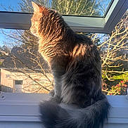 Yumi a rejoint le concours — aidez-le/la à gagner de superbes lots ! backyard, blue_sky, branches, cat, fluffy_cat, fur, garden, golden_hour, indoors, long_hair, portrait, profile, sitting, skylight, sunlight, tabby, tail, trees, warm_lighting, window