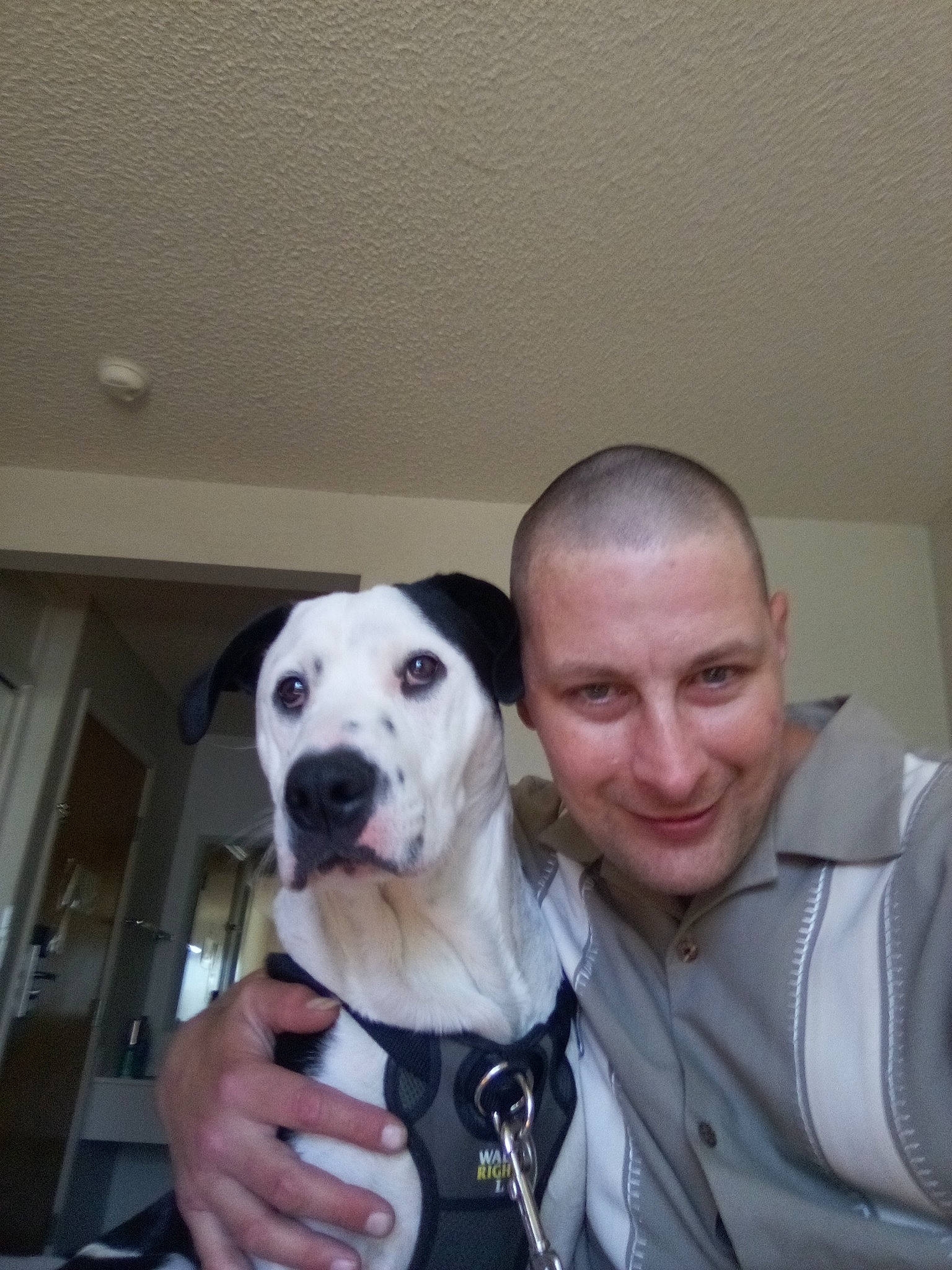 Cerberus joined the competition — help win amazing prizes! canidae, carnivore, collar, companion_dog, dalmatian, dog, dog_breed, door, fawn, formal_wear, fur, guard_dog, non_sporting_group, puppy_love, selfie, smile, snout, sporting_group, working_animal, working_dog