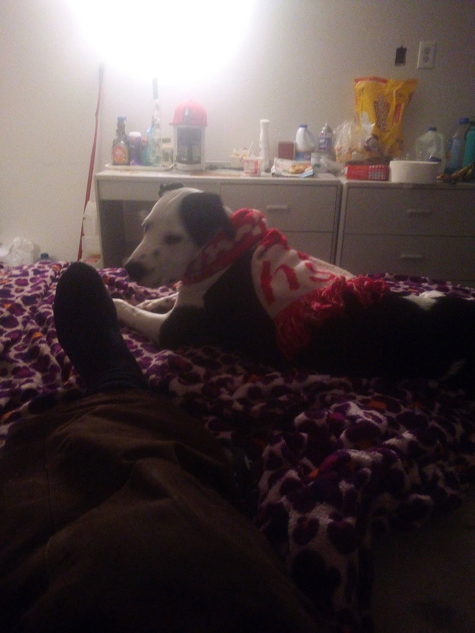 Cerberus is registered to the contest to win money with this photo: bed, bedding, bedroom, carnivore, cloud, comfort, companion_dog, darkness, dog, dog_breed, floor, flooring, fun, fur, grey, human_leg, linens, magenta, room, selfie