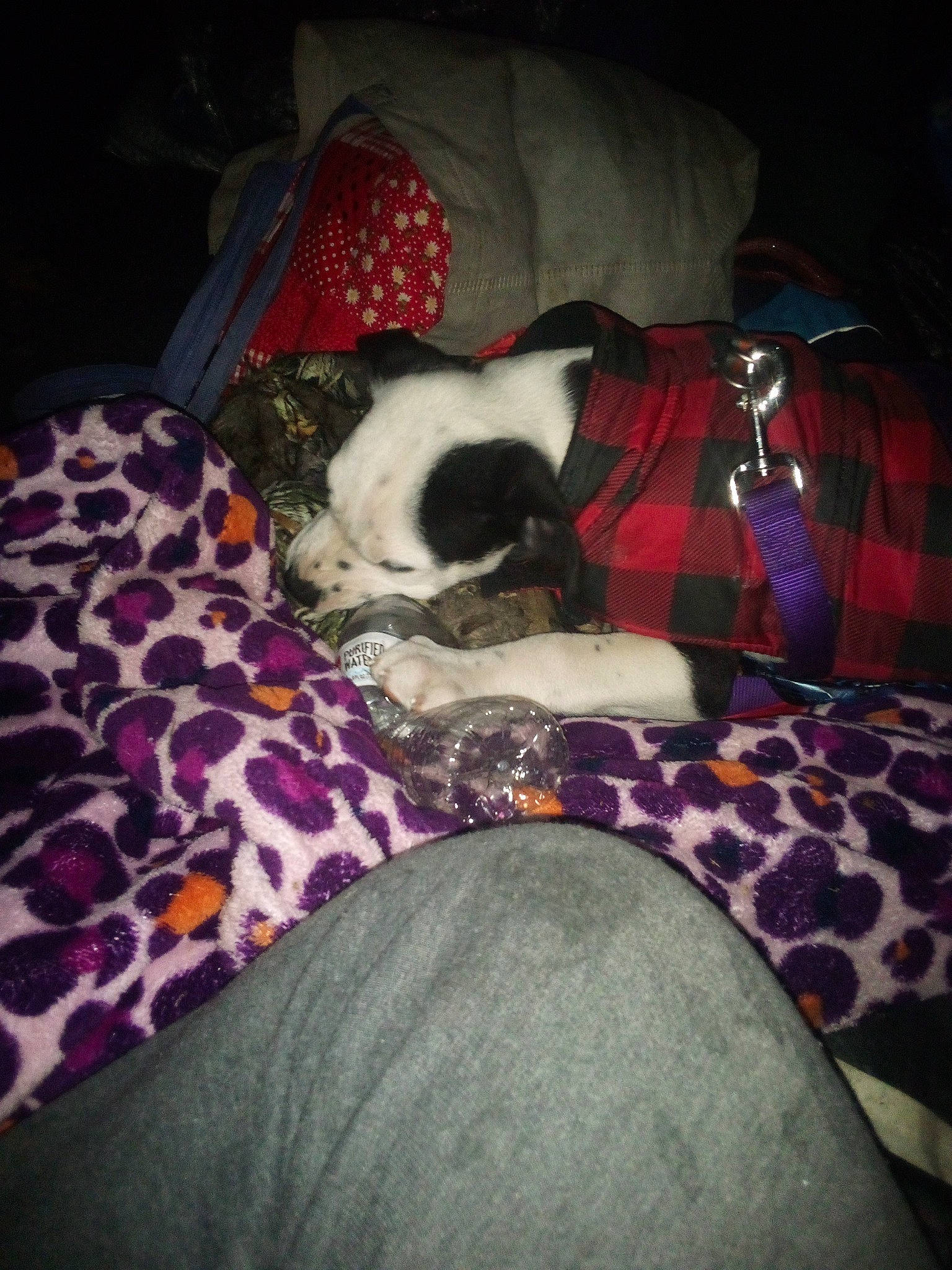 Cerberus is registered to the contest to win money with this photo: carnivore, cloud, comfort, companion_dog, couch, dog, dog_breed, fawn, felidae, fur, furniture, linens, pattern, plaid, small_to_medium_sized_cats, sporting_group, tartan, textile, tints_and_shades, whiskers