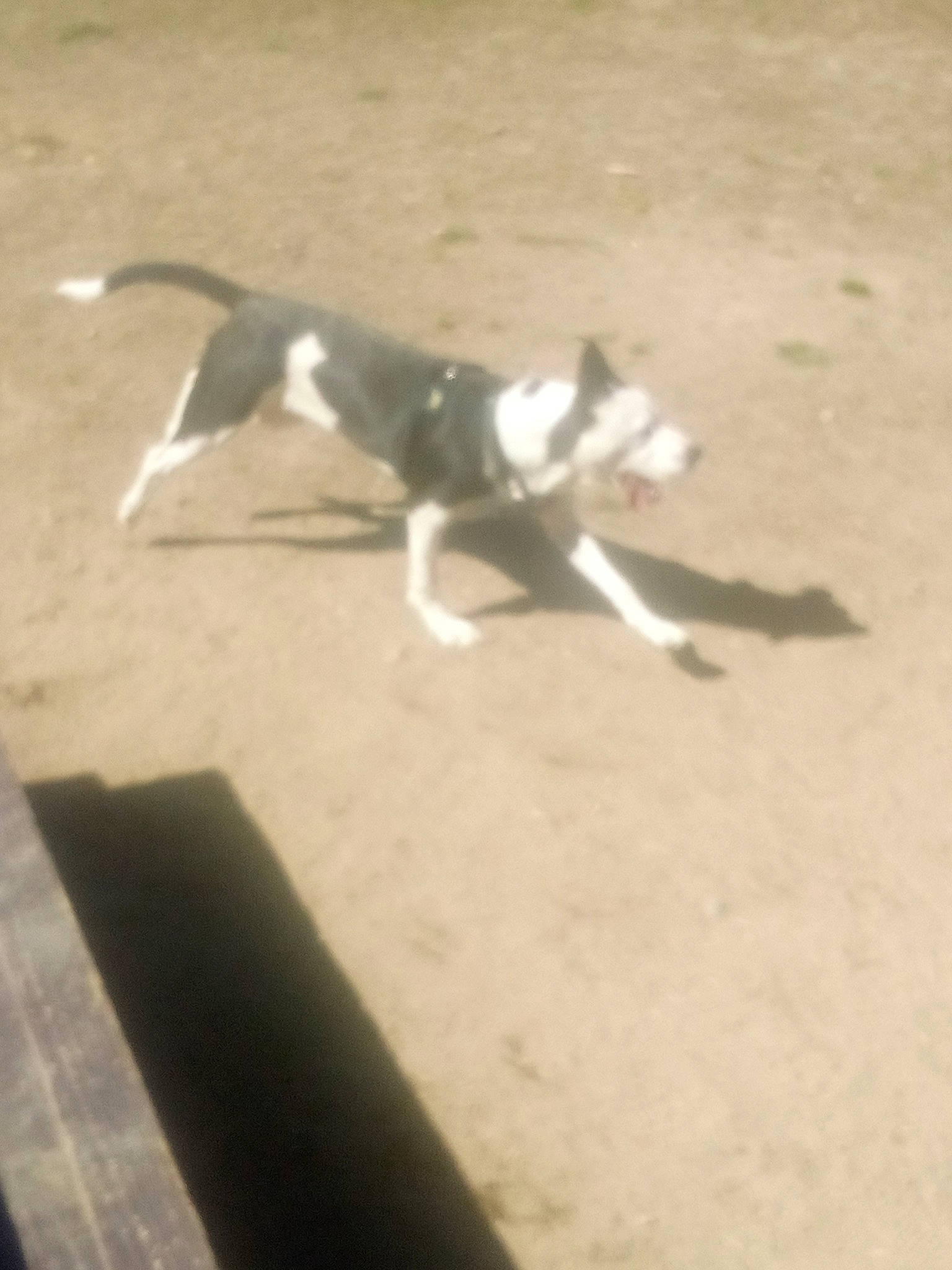 Cerberus is registered to the contest to win money with this photo: canidae, carnivore, companion_dog, dog, dog_breed, flooring, non_sporting_group, paw, road_surface, shadow, sporting_group, tail, terrestrial_animal, tints_and_shades, working_animal, working_dog