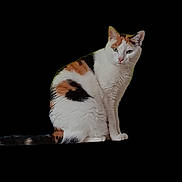 Pilou participe au concours pour gagner de l'argent avec cette photo : alert, animal, black_fur, calico_cat, cat, clean_background, cute, domestic_cat, feline, furry, isolated, looking, orange_fur, pet, portrait, sitting, studio_style, tail, whiskers, white_fur