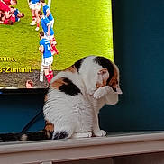 Pilou participe au concours pour gagner de l'argent avec cette photo : cat, calico, grooming, paw, shelf, television, rugby, sports, indoor, furniture, animal, pet, white, orange, black, watching, background, room, home, cute