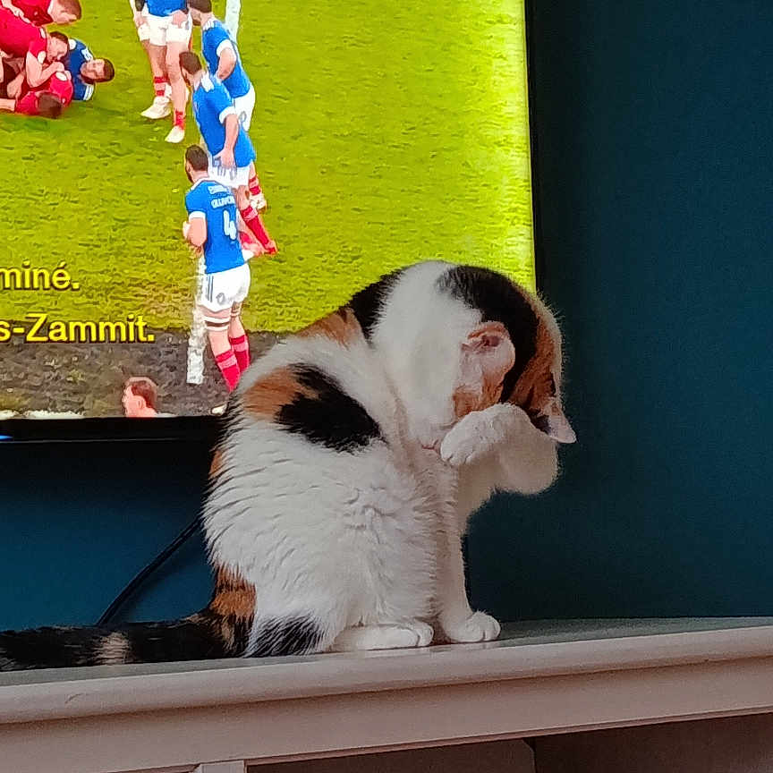 Pilou participe au concours pour gagner de l'argent avec cette photo : cat, calico, grooming, paw, shelf, television, rugby, sports, indoor, furniture, animal, pet, white, orange, black, watching, background, room, home, cute
