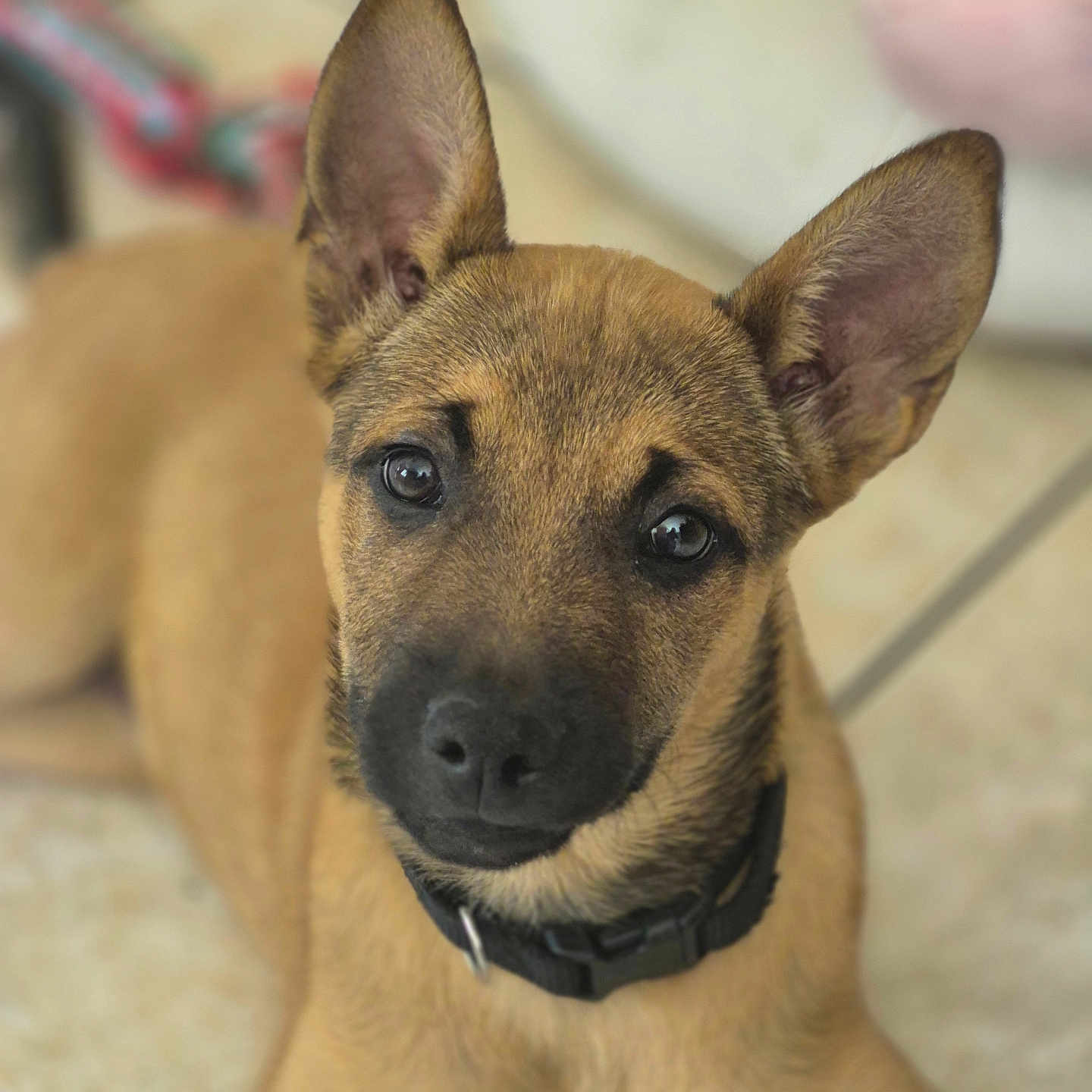 Athena a rejoint le concours — aidez-le/la à gagner de superbes lots ! animal, black_collar, black_nose, brown_fur, closeup, cute, dog, domestic_animal, ears, floor, fur, indoor, looking_at_camera, lying_down, pet, portrait, puppy, tile, whiskers, young