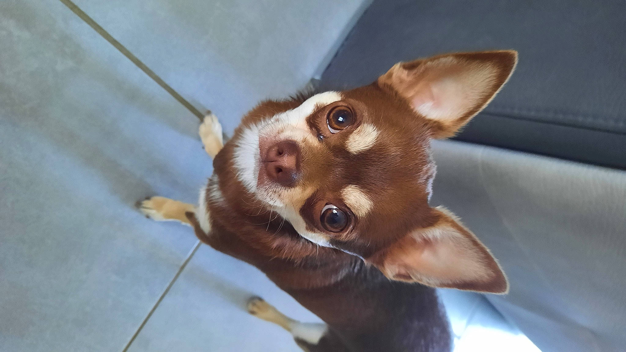 Rock a rejoint le concours — aidez-le/la à gagner de superbes lots ! canidae, carnivore, companion_dog, dog, dog_breed, ear, fawn, felidae, fur, liver, non_sporting_group, small_to_medium_sized_cats, snout, sporting_group, terrestrial_animal, toy_dog, whiskers, working_animal