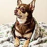 animal, bed, blanket, brown_fur, chihuahua, closeup, collar, cozy, cute, dog, front_paws, home, indoors, large_ears, looking_away, pet, portrait, sitting, small_dog, white_fur