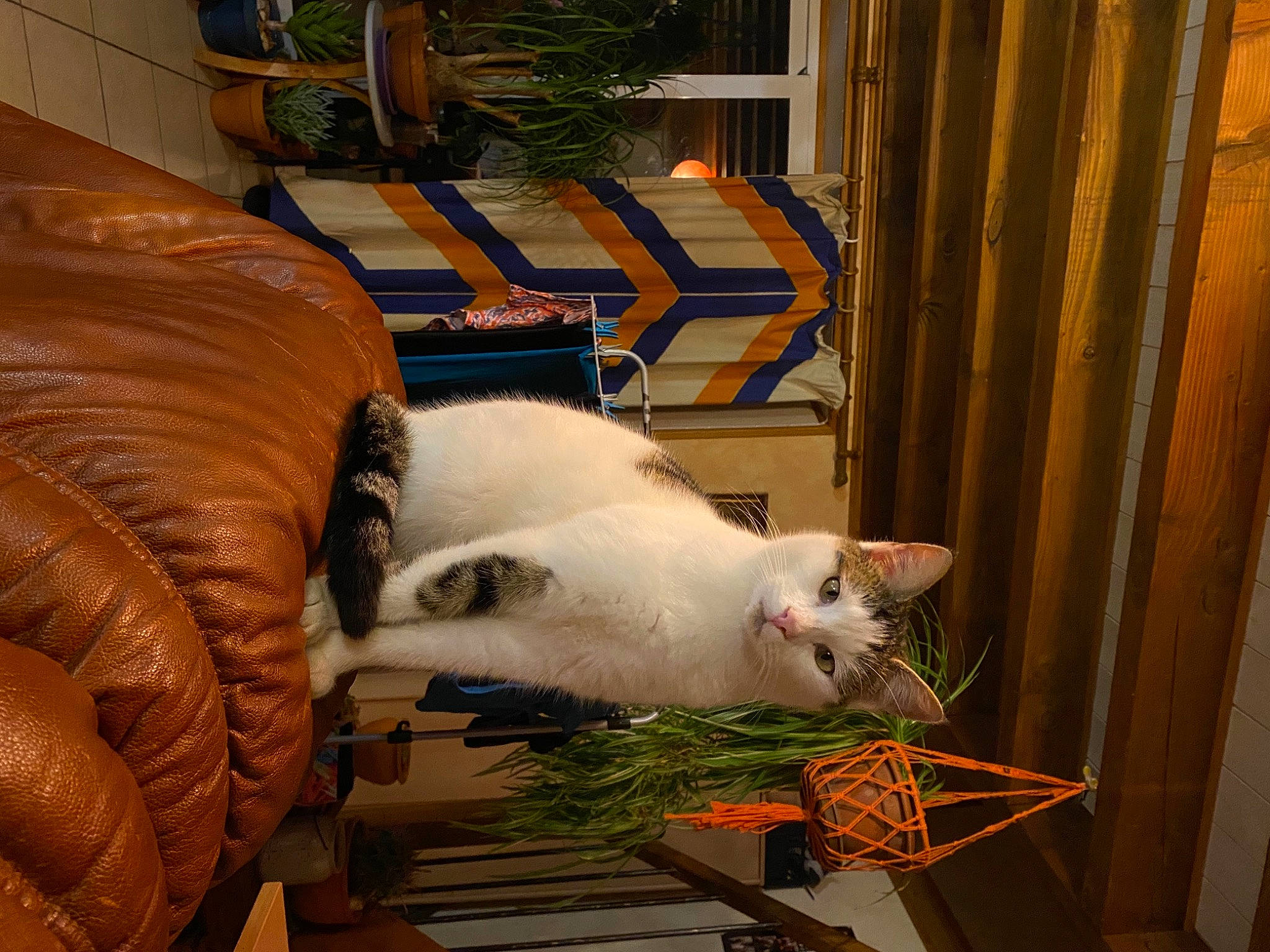 Choupi a rejoint le concours — aidez-le/la à gagner de superbes lots ! carnivore, cat, comfort, couch, curtain, domestic_short_haired_cat, felidae, flooring, flowerpot, fur, hardwood, houseplant, living_room, outdoor_furniture, plant, room, small_to_medium_sized_cats, tail, whiskers, wood