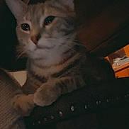 Chucker Doodles joined the competition — help win amazing prizes! cat, tabby_cat, furniture, indoor, pet, animal, dark, low_light, paw, ears, whiskers, closeup, mammal, household, looking, resting, cozy, orange_light, shadow, contemplative