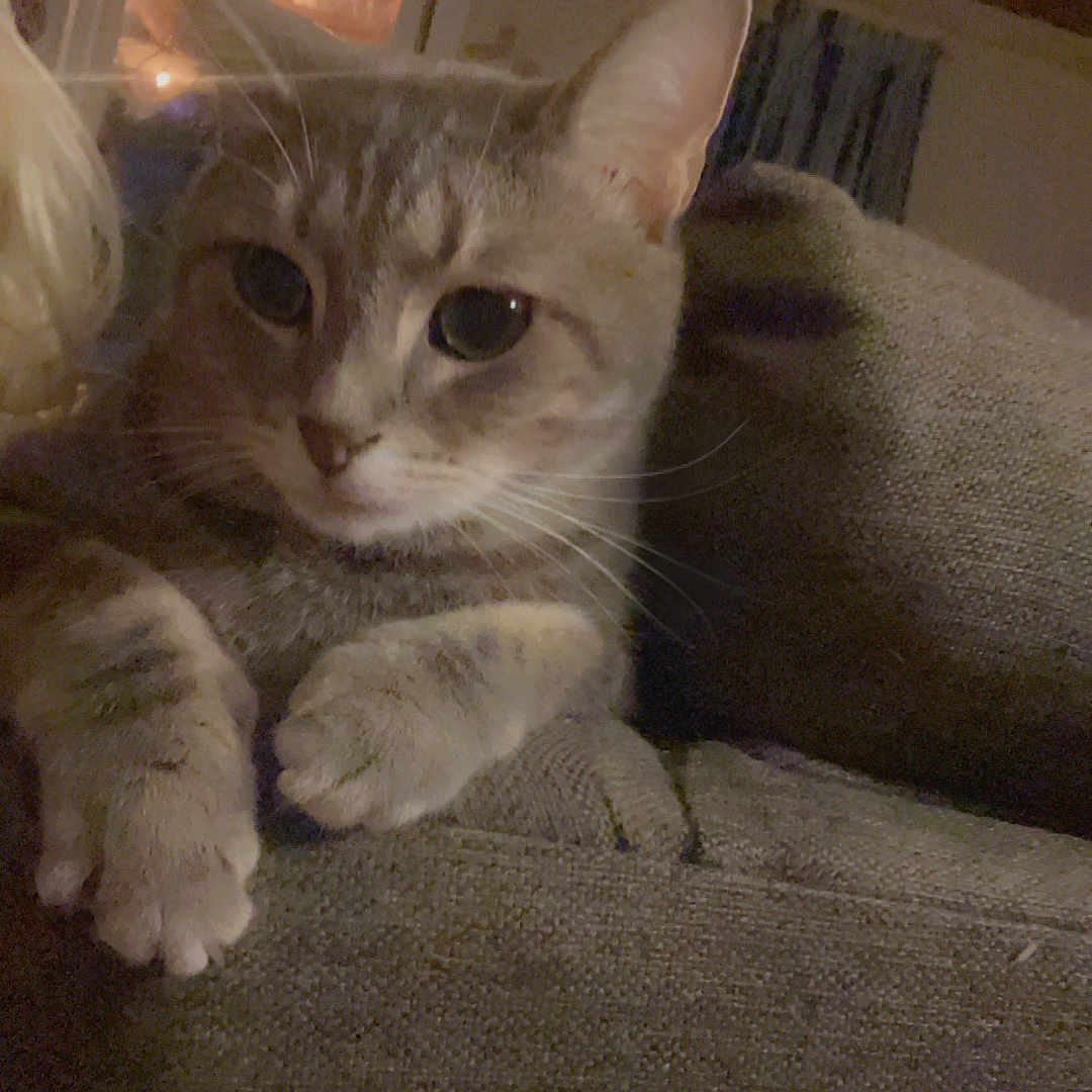 Chucker Doodles is registered to the contest to win money with this photo: animal, cat, closeup, couch, cozy, curious, dim_light, ears, feline, fur, furniture, home, indoor, nighttime, paws, pet, relaxing, texture, whiskers, window