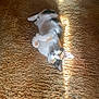 cat, calico, carpet, sunlight, indoor, pet, animal, feline, relaxing, curious, green_eyes, fur, whiskers, cozy, paws, striped, texture, warm, home, resting