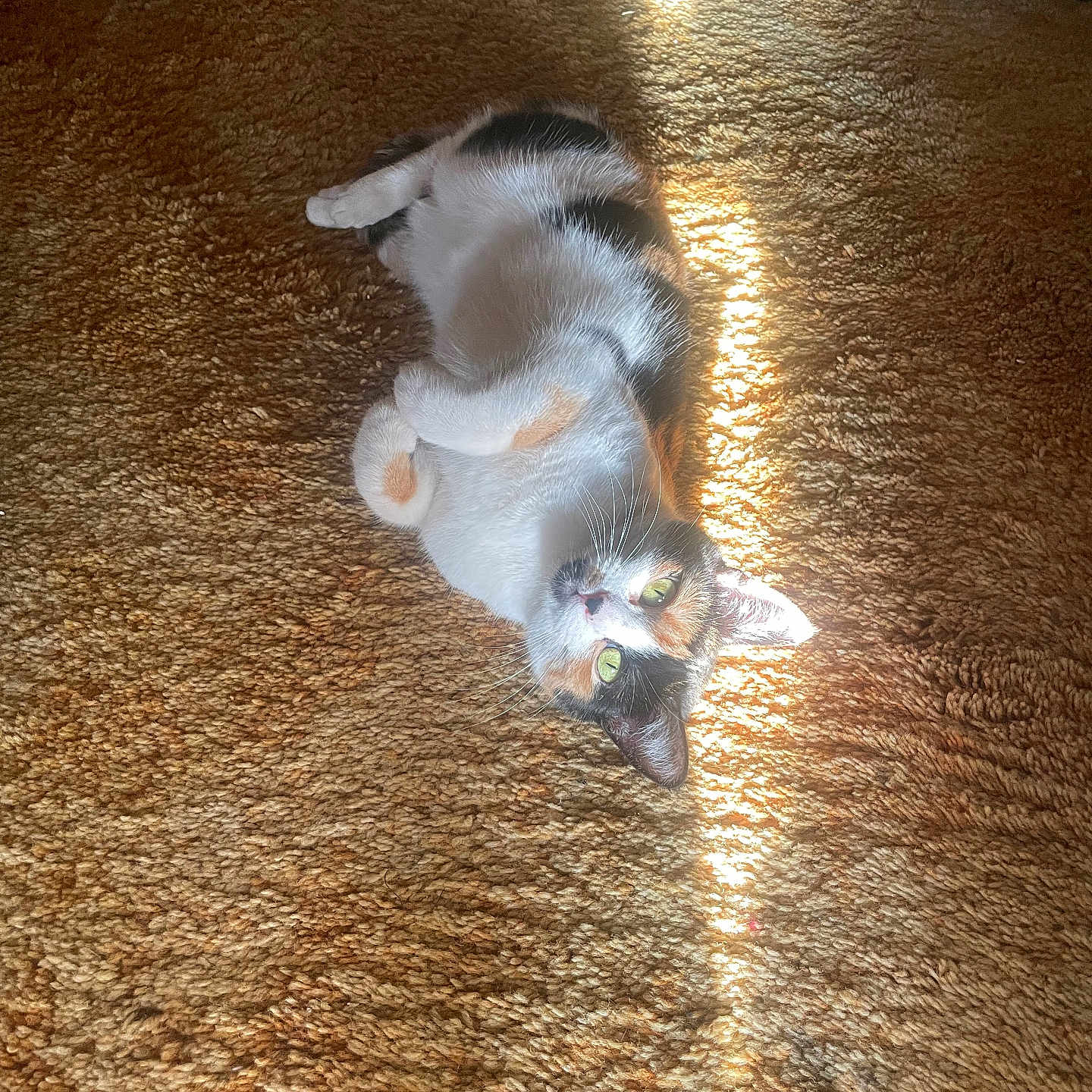 Spots is registered to the contest to win money with this photo: animal, calico, carpet, cat, cozy, curious, feline, fur, green_eyes, home, indoor, paws, pet, relaxing, resting, striped, sunlight, texture, warm, whiskers