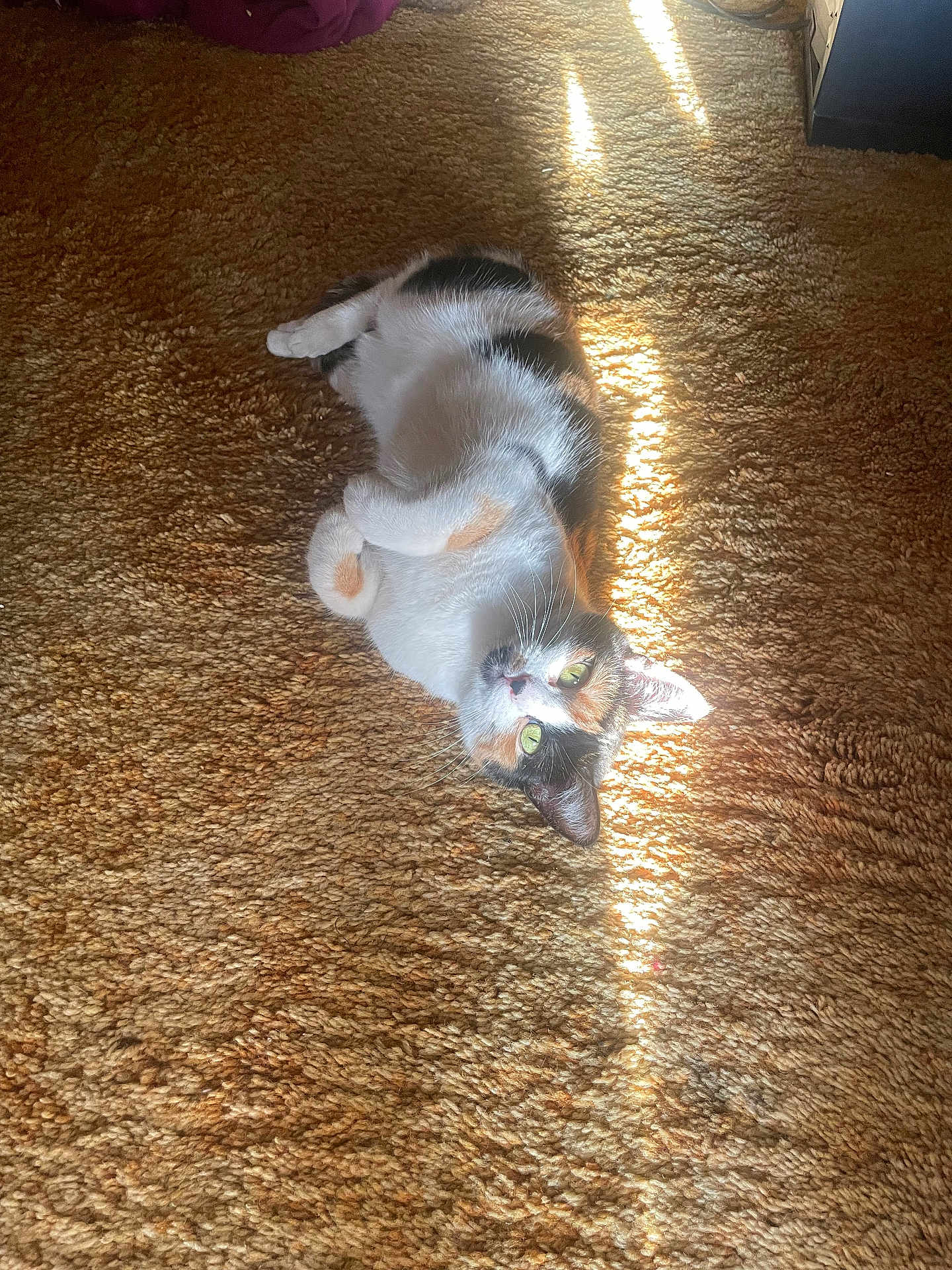Spots is registered to the contest to win money with this photo: cat, calico, carpet, sunlight, indoor, pet, animal, feline, relaxing, curious, green_eyes, fur, whiskers, cozy, paws, striped, texture, warm, home, resting