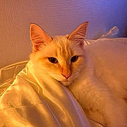 Chanel participe au concours pour gagner de l'argent avec cette photo : cat, feline, pet, cream_cat, fur, whiskers, ears, eyes, pink_nose, blanket, satin, bedding, cozy, indoor, portrait, close_up, relaxed, sleepy, soft_lighting, wall_texture