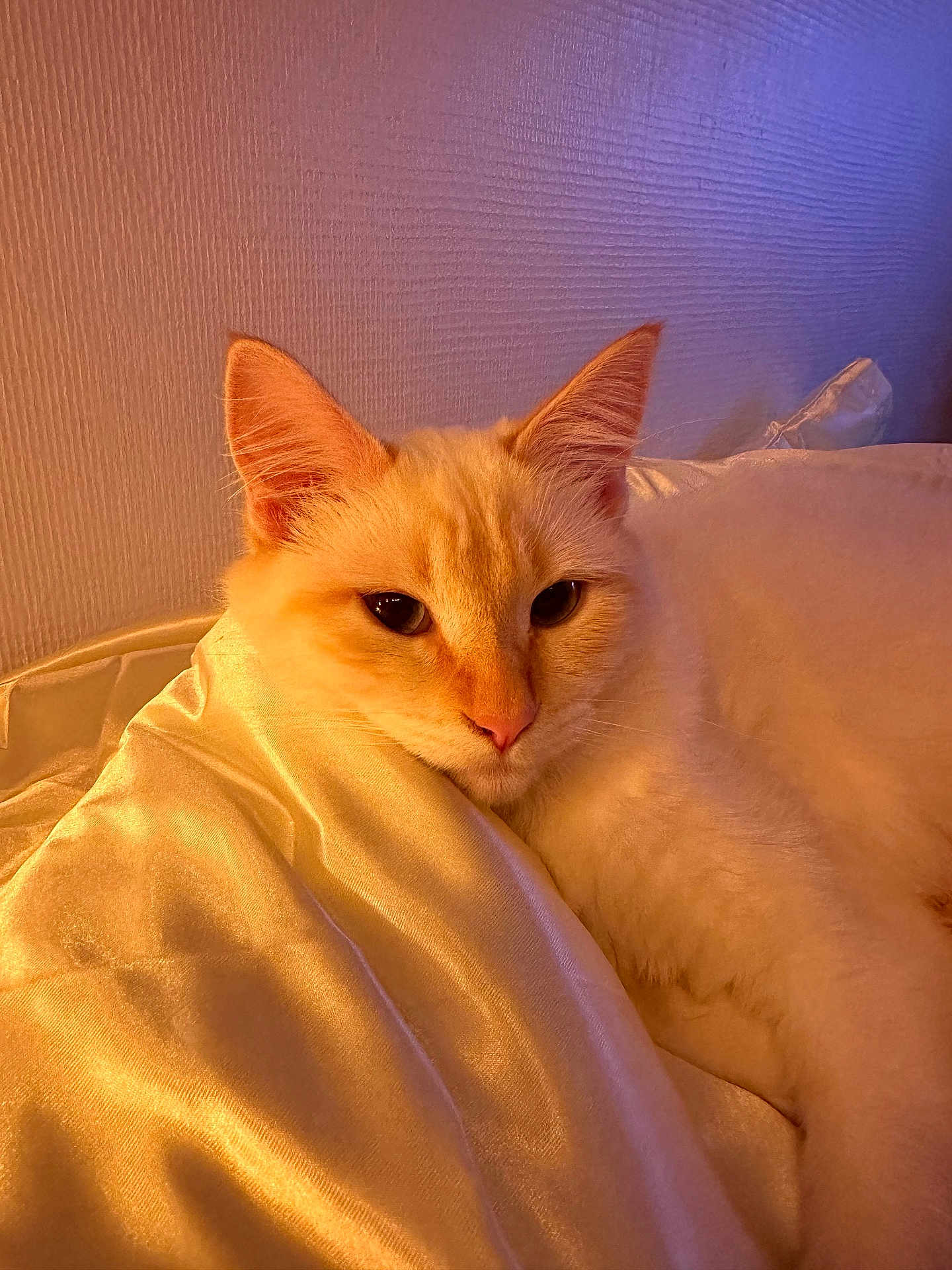 Chanel participe au concours pour gagner de l'argent avec cette photo : cat, feline, pet, cream_cat, fur, whiskers, ears, eyes, pink_nose, blanket, satin, bedding, cozy, indoor, portrait, close_up, relaxed, sleepy, soft_lighting, wall_texture