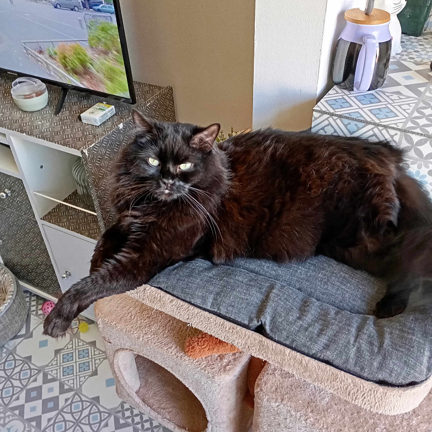 Néo a rejoint le concours — aidez-le/la à gagner de superbes lots ! animal, architecture, building, car, cat, chair, computerhardware, couch, electronics, furniture, hardware, indoors, livingroom, monitor, person, pet, room, screen, transportation, vehicle