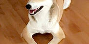Missy is registered to the contest to win money with this photo: dog, canine, pet, animal, floor, wooden_floor, paws, heart_shape, smiling, happy, indoor, fur, ears, tail, lying_down, cute, domestic_animal, mammal, friendly, companion