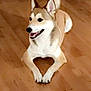 dog, canine, pet, animal, floor, wooden_floor, paws, heart_shape, smiling, happy, indoor, fur, ears, tail, lying_down, cute, domestic_animal, mammal, friendly, companion