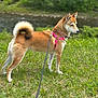 Missy is registered to the contest to win money with this photo: dog, animal, outdoor, grass, leash, harness, nature, river, canine, pet, forest, greenery, standing, alert, daylight, fur, tail, ears, muzzle, walking