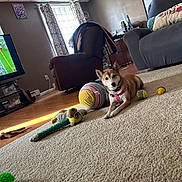 Missy joined the competition — help win amazing prizes! dog, living_room, carpet, toys, television, couch, chair, window, curtains, floor, sports, remote_control, ball, plush_toy, wood_floor, pet, indoor, harness, relaxed, daylight