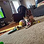 dog, living_room, carpet, toys, television, couch, chair, window, curtains, floor, sports, remote_control, ball, plush_toy, wood_floor, pet, indoor, harness, relaxed, daylight