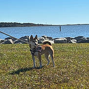 Missy is registered to the contest to win money with this photo: alert, animal, brown_dog, calm, canine, daylight, dog, ears_up, grass, leash, nature, outdoor, pet, rocks, scenic, service_dog, sky, standing, tail, water