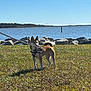 alert, animal, brown_dog, calm, canine, daylight, dog, ears_up, grass, leash, nature, outdoor, pet, rocks, scenic, service_dog, sky, standing, tail, water