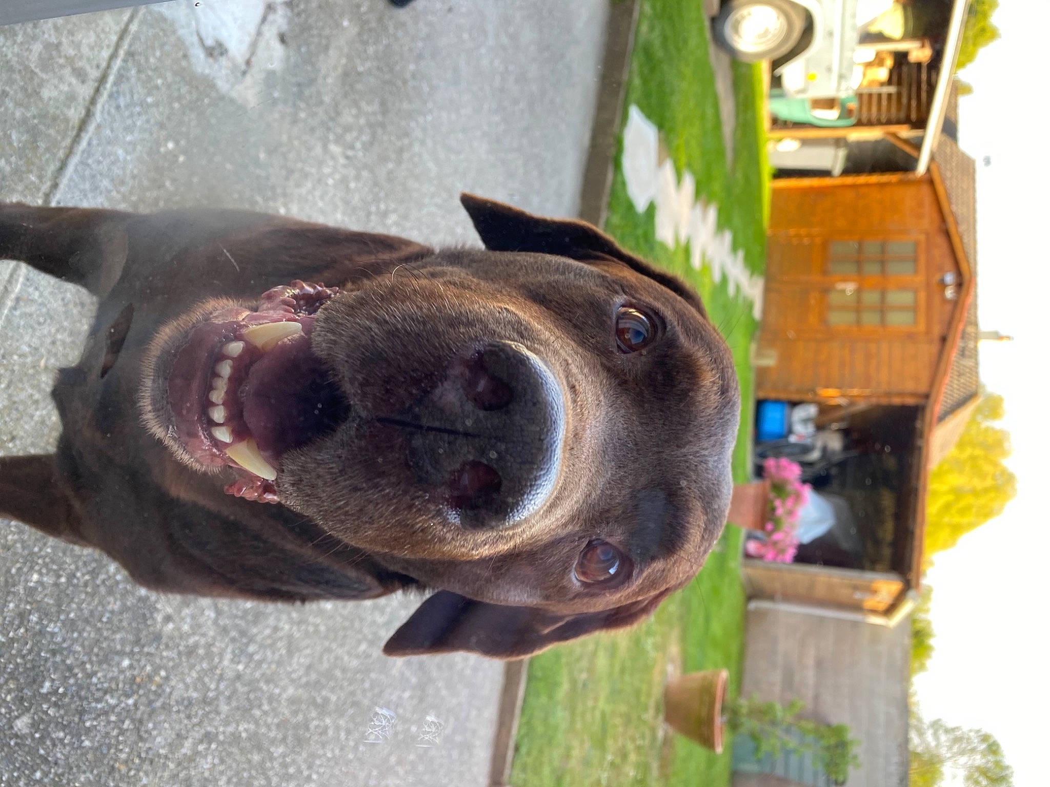 Farouk participe au concours pour gagner de l'argent avec cette photo : canidae, carnivore, collar, companion_dog, dog, dog_breed, dog_collar, dog_supply, fawn, fur, liver, non_sporting_group, pet_supply, snout, sporting_group, whiskers, wood, working_animal, working_dog, wrinkle