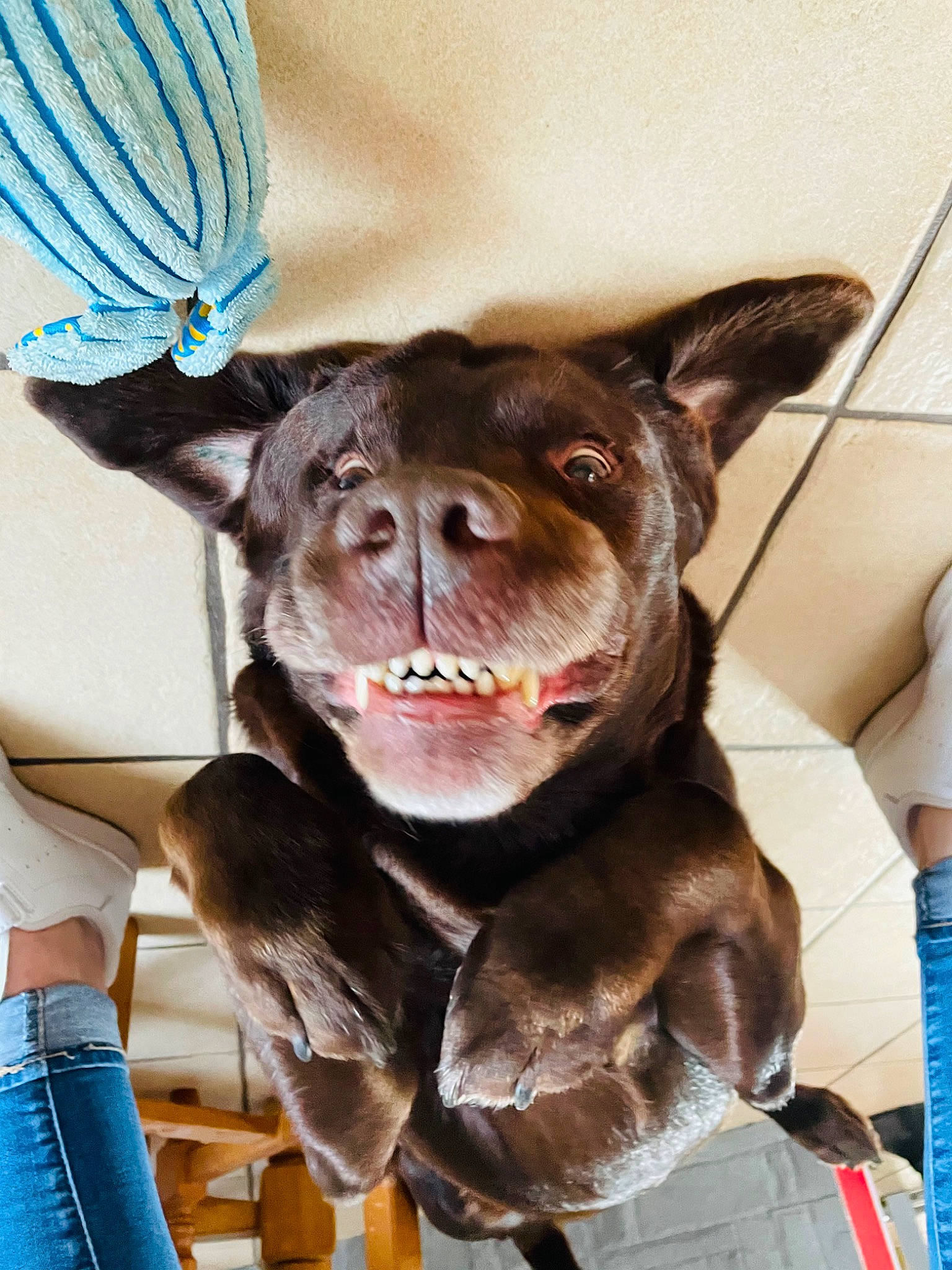 Farouk participe au concours pour gagner de l'argent avec cette photo : blue, canidae, carnivore, collar, companion_dog, dog, dog_breed, dog_collar, dog_supply, ear, fawn, felidae, leash, liver, party_hat, pet_supply, snout, sporting_group, whiskers, working_animal