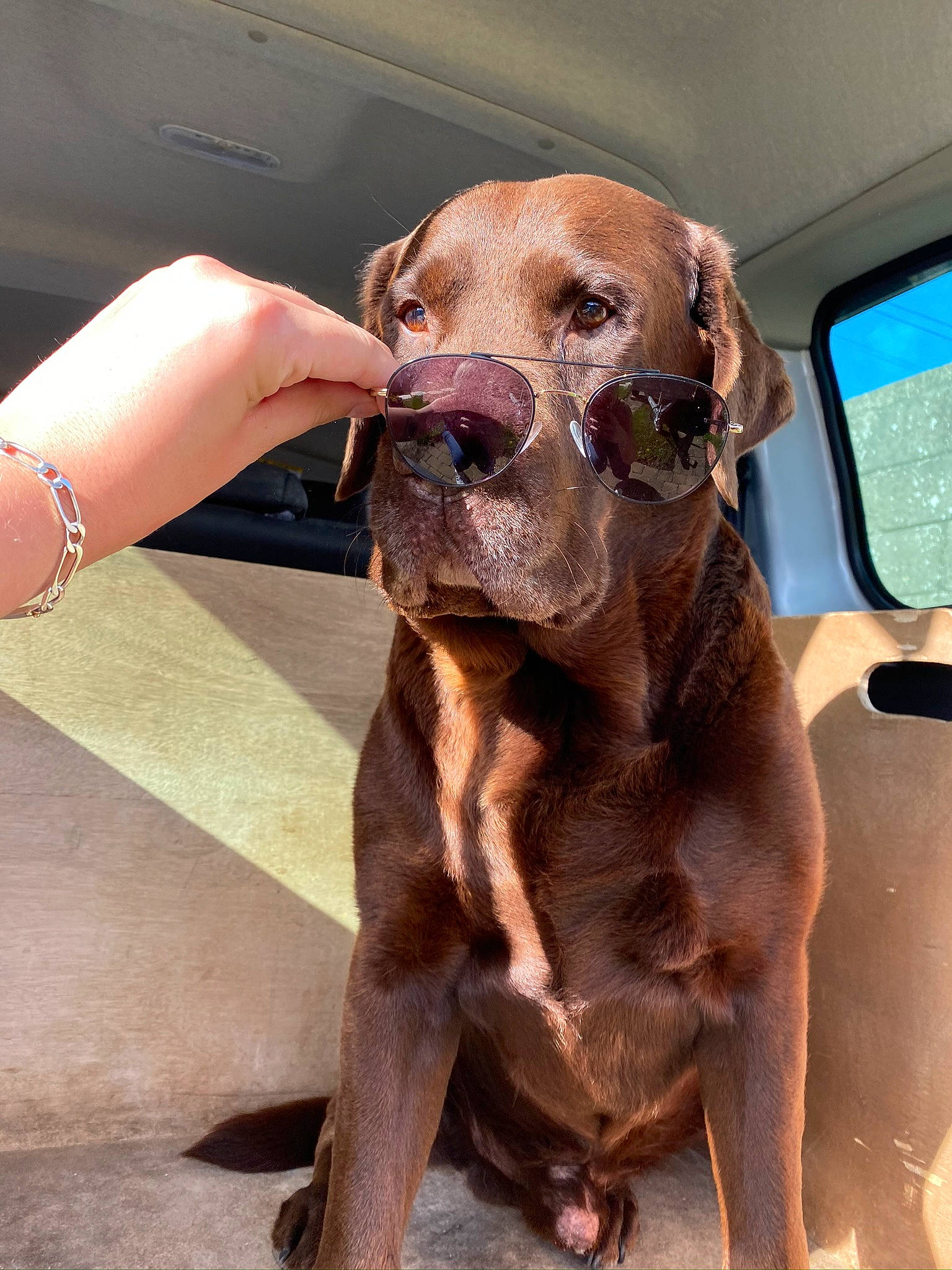 Farouk a rejoint le concours — aidez-le/la à gagner de superbes lots ! canidae, carnivore, collar, companion_dog, dog, dog_breed, dog_collar, fawn, gesture, guard_dog, jewellery, liver, pet_supply, snout, sporting_group, terrestrial_animal, whiskers, working_animal, working_dog, wrist