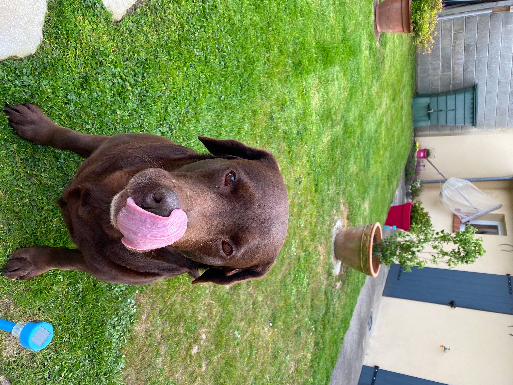 Farouk a rejoint le concours — aidez-le/la à gagner de superbes lots ! bovine, carnivore, collar, companion_dog, dog, dog_breed, dog_collar, fawn, fur, grass, guard_dog, leash, liver, plant, sculpture, snout, sporting_group, tail, terrestrial_animal, working_animal