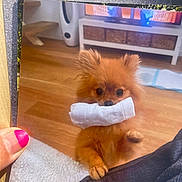 Noisette participe au concours pour gagner de l'argent avec cette photo : dog, puppy, fluffy, sock, indoor, wooden_floor, rug, pet, cute, brown, small_dog, animal, playful, holding_object, looking_up, furniture, cozy, living_room, hand, pink_nail_polish