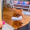 dog, puppy, fluffy, sock, indoor, wooden_floor, rug, pet, cute, brown, small_dog, animal, playful, holding_object, looking_up, furniture, cozy, living_room, hand, pink_nail_polish
