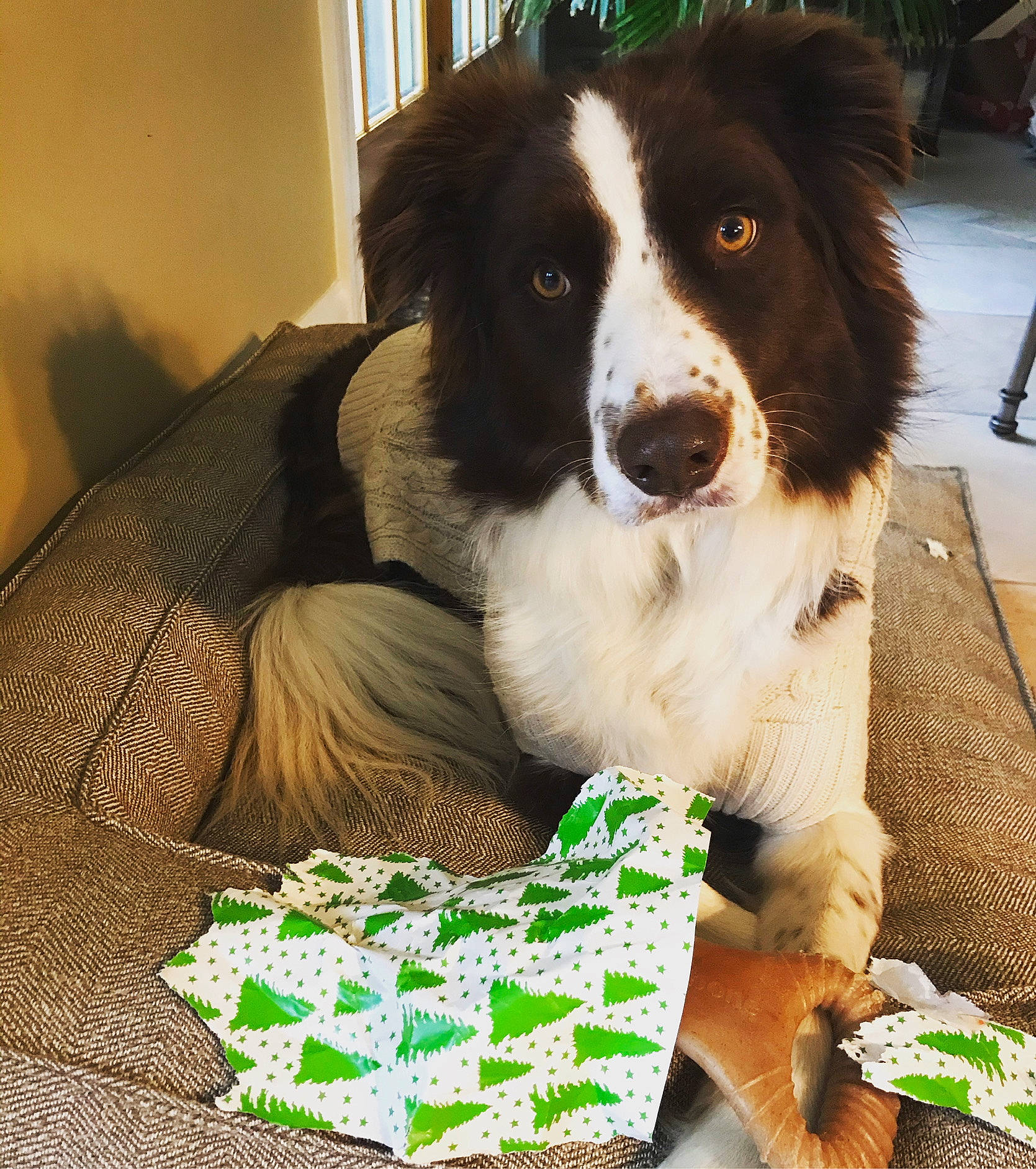 Finn joined the competition — help win amazing prizes! border_collie, canidae, carnivore, comfort_food, companion_dog, dog, dog_breed, dog_supply, fur, green, herding_dog, pet_supply, snout, sporting_group, tableware, working_animal, working_dog